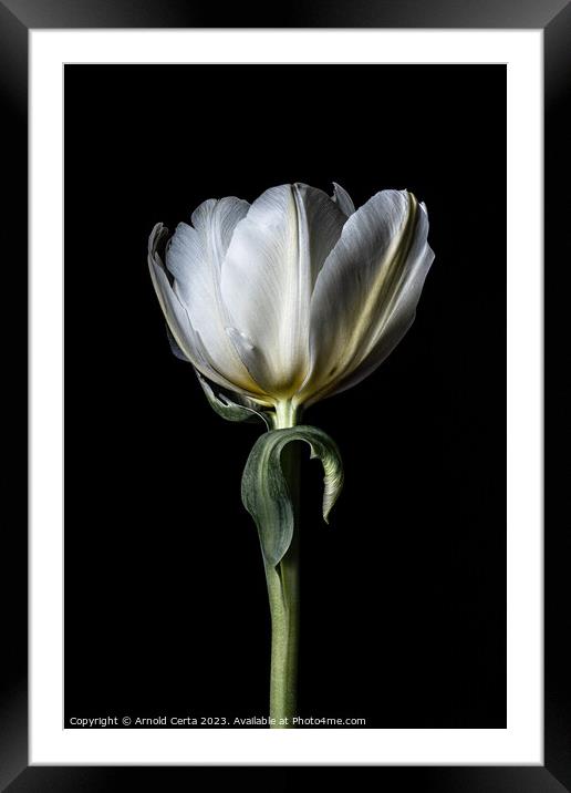 White tulip  Framed Mounted Print by Arnold Certa