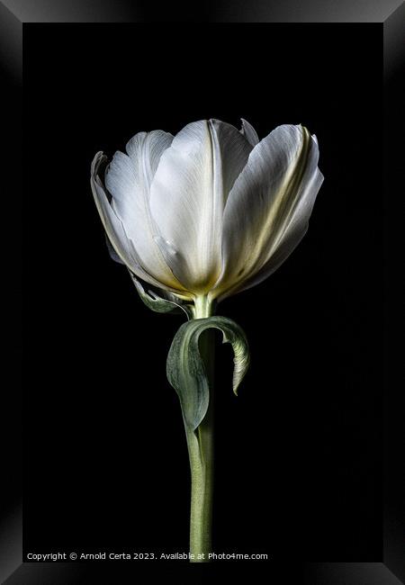 White tulip  Framed Print by Arnold Certa