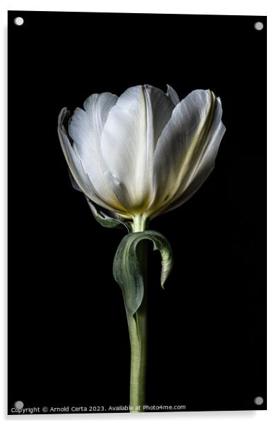 White tulip  Acrylic by Arnold Certa