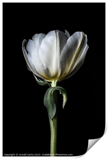 White tulip  Print by Arnold Certa
