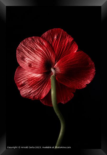 Red flower Framed Print by Arnold Certa