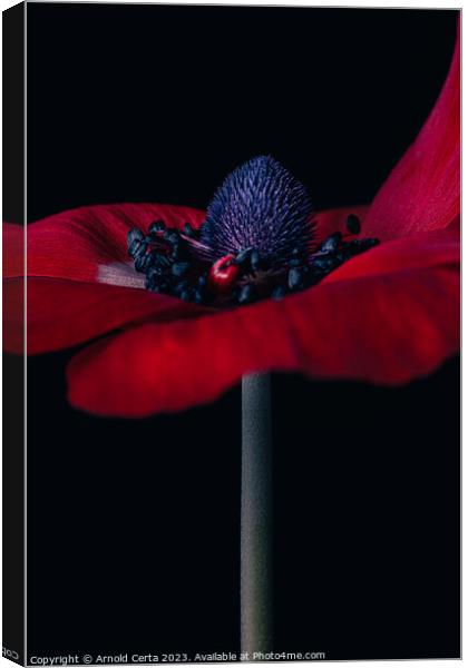 Red Flower  Canvas Print by Arnold Certa