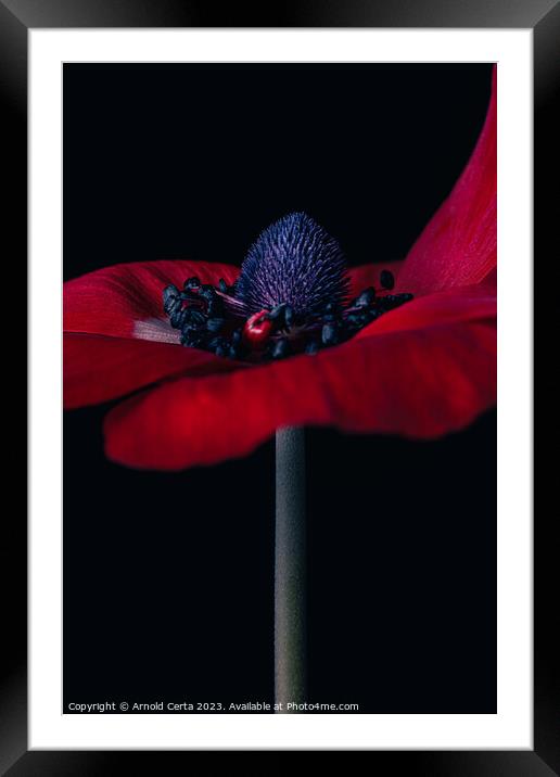 Red Flower  Framed Mounted Print by Arnold Certa