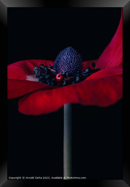 Red Flower  Framed Print by Arnold Certa