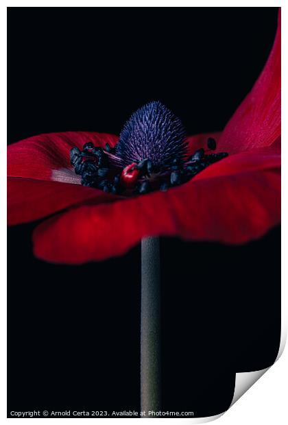 Red Flower  Print by Arnold Certa