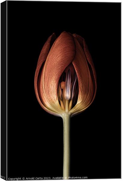 Red tulip head Canvas Print by Arnold Certa