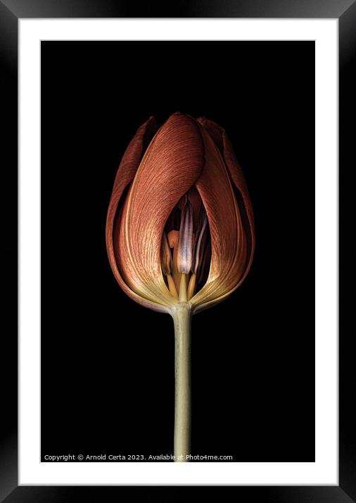 Red tulip head Framed Mounted Print by Arnold Certa