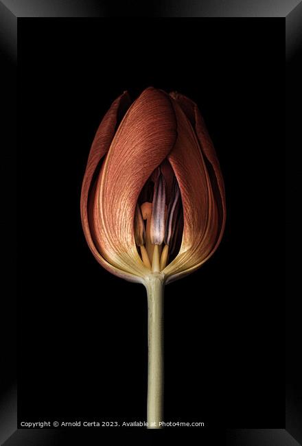 Red tulip head Framed Print by Arnold Certa