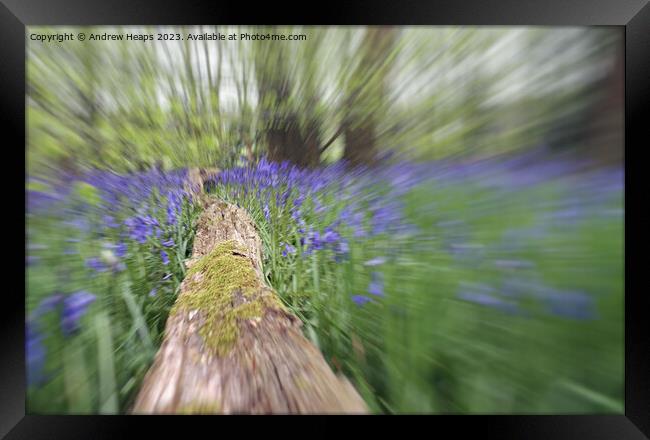 Woodland Bluebells in motion serene Framed Print by Andrew Heaps