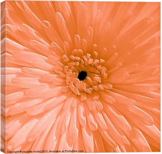 Peach Chrysanthemum Canvas Print by paulette hurley