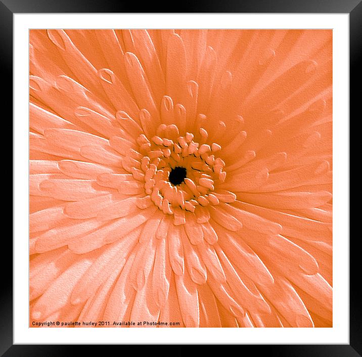 Peach Chrysanthemum Framed Mounted Print by paulette hurley