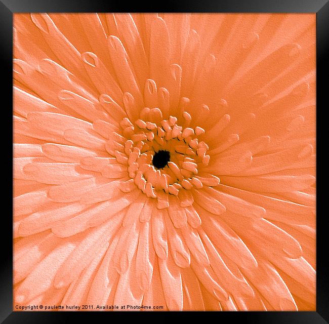 Peach Chrysanthemum Framed Print by paulette hurley