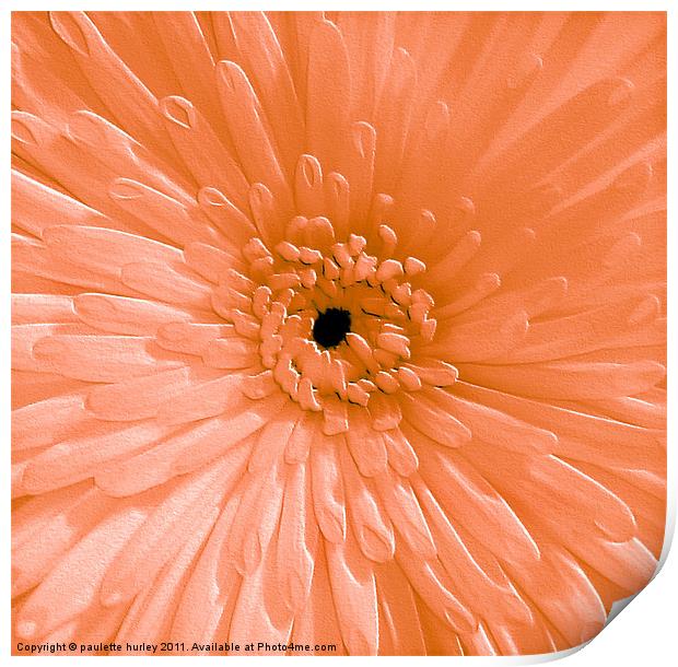 Peach Chrysanthemum Print by paulette hurley
