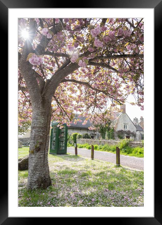 Pink Blossom Delight Framed Mounted Print by Graham Custance