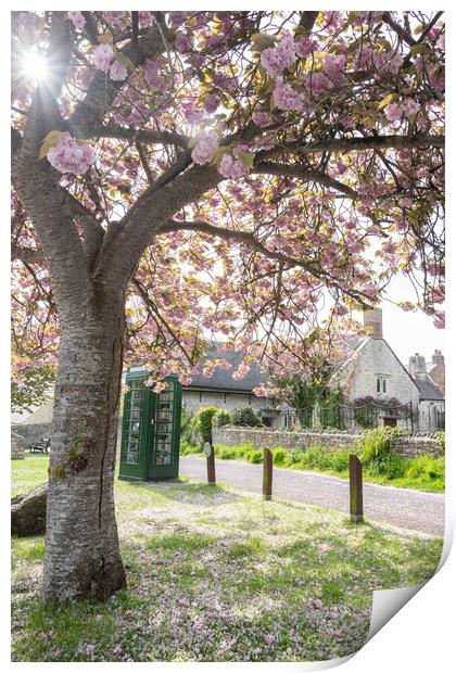 Pink Blossom Delight Print by Graham Custance