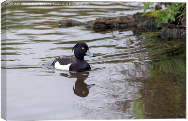 Tufted Duck swimming back to nest Canvas Print by Kevin White