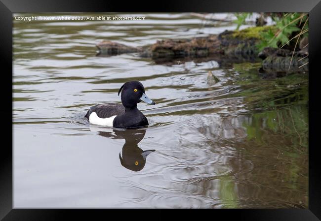 Tufted Duck swimming back to nest Framed Print by Kevin White