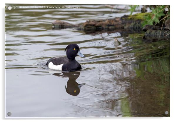 Tufted Duck swimming back to nest Acrylic by Kevin White