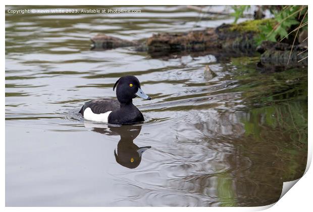 Tufted Duck swimming back to nest Print by Kevin White