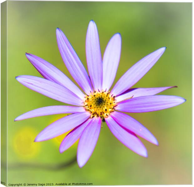The Enchanting World of a Flower Canvas Print by Jeremy Sage