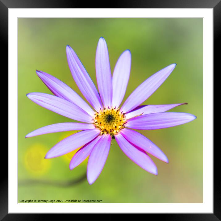 The Enchanting World of a Flower Framed Mounted Print by Jeremy Sage