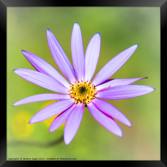 The Enchanting World of a Flower Framed Print by Jeremy Sage