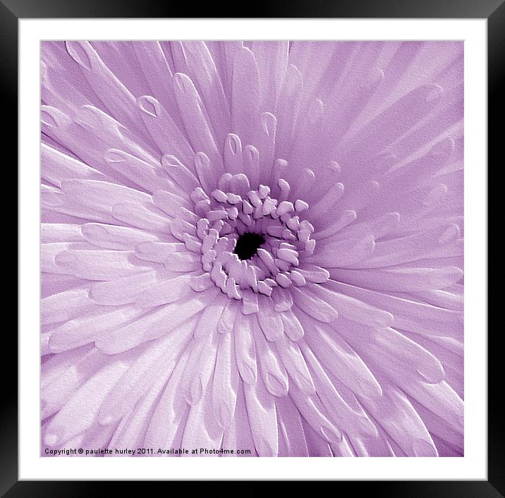 Lilac Chrysanthemum Framed Mounted Print by paulette hurley