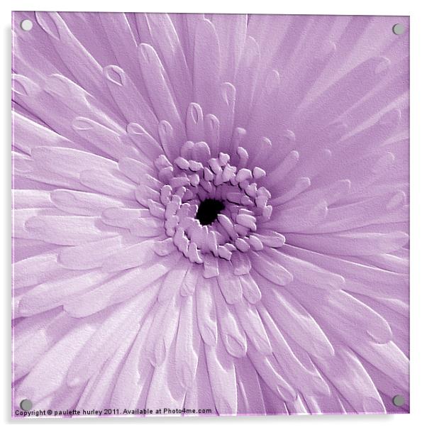 Lilac Chrysanthemum Acrylic by paulette hurley