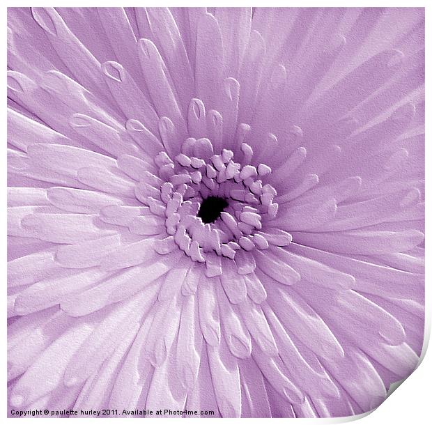 Lilac Chrysanthemum Print by paulette hurley