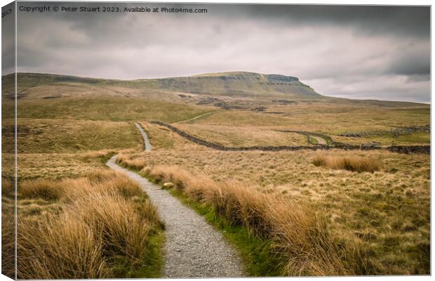 Walking on the Pennine Way and Ribble Way below Pen-y-Ghent in H Canvas Print by Peter Stuart