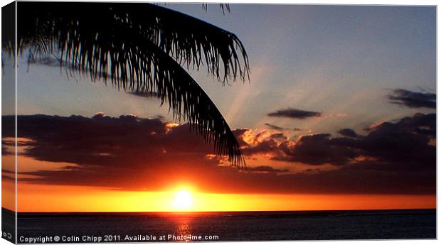 sunset and palm Canvas Print by Colin Chipp