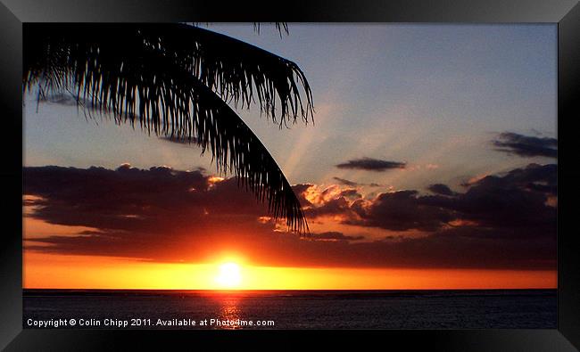 sunset and palm Framed Print by Colin Chipp