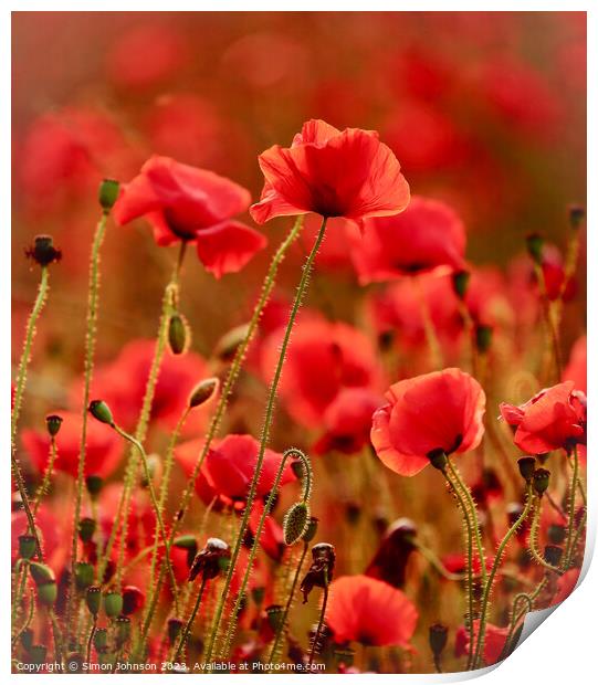 sunlit poppies Print by Simon Johnson