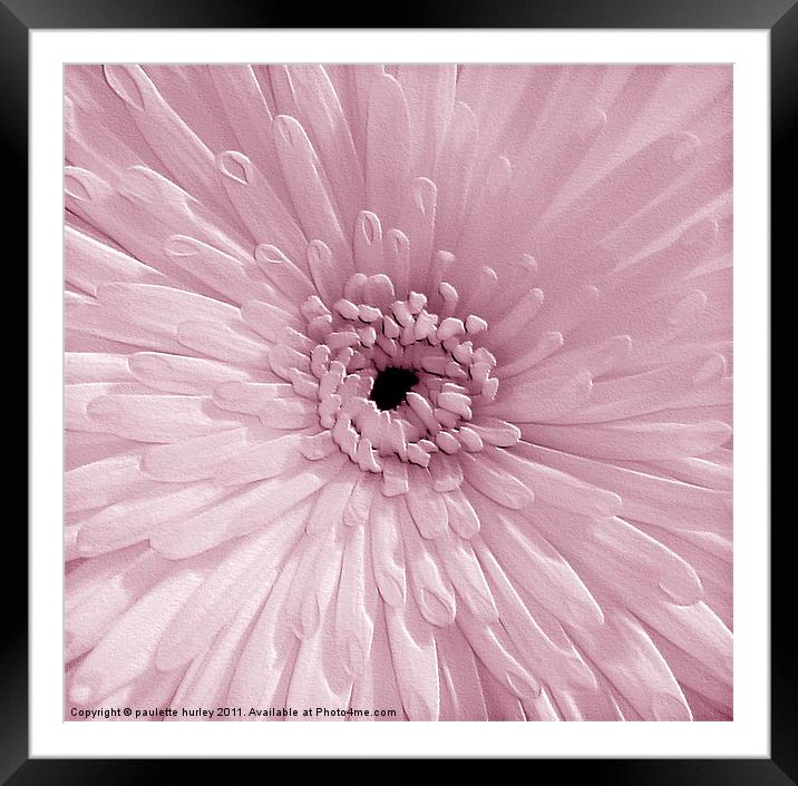 Pink Chrysanthemum Framed Mounted Print by paulette hurley