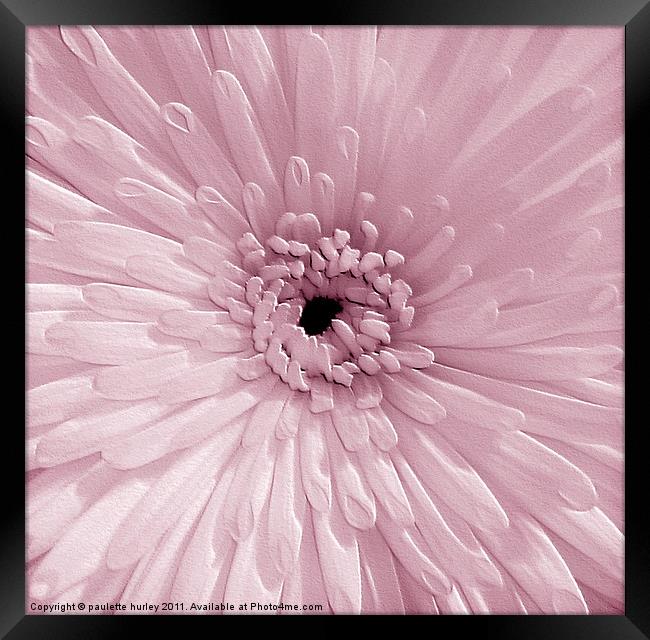 Pink Chrysanthemum Framed Print by paulette hurley