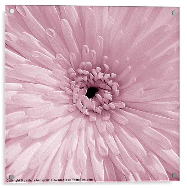 Pink Chrysanthemum Acrylic by paulette hurley