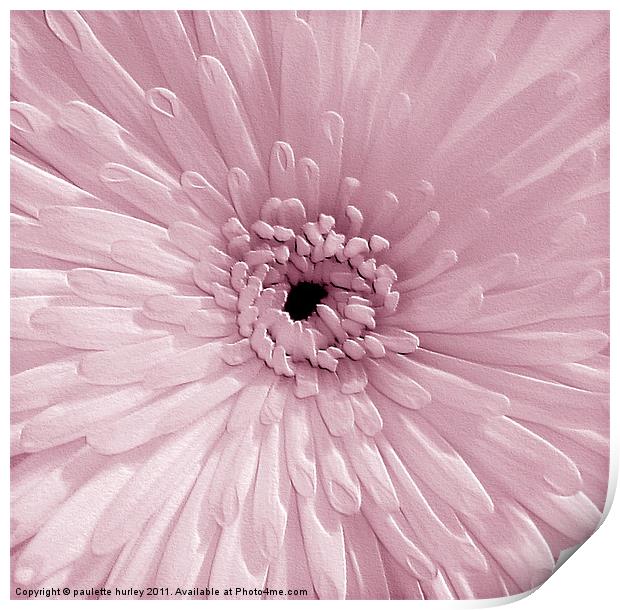 Pink Chrysanthemum Print by paulette hurley