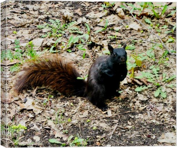 Black Squirrel Canvas Print by Stephanie Moore