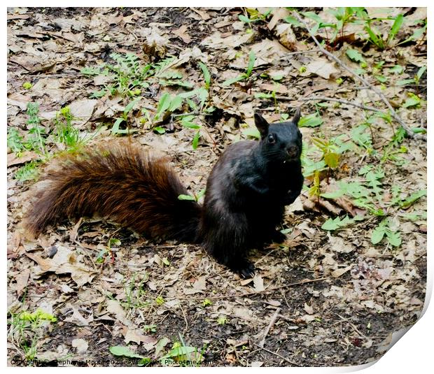 Black Squirrel Print by Stephanie Moore