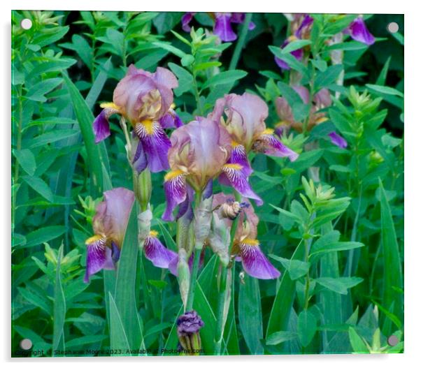 Purple Iris Acrylic by Stephanie Moore