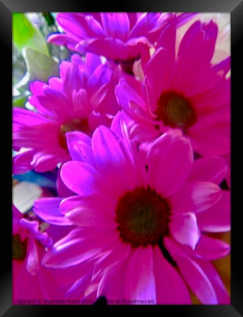 Pink Daisies Framed Print by Stephanie Moore