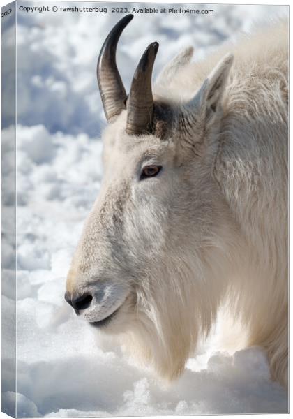  Rocky Mountain Goat Resting in Snow Canvas Print by rawshutterbug 