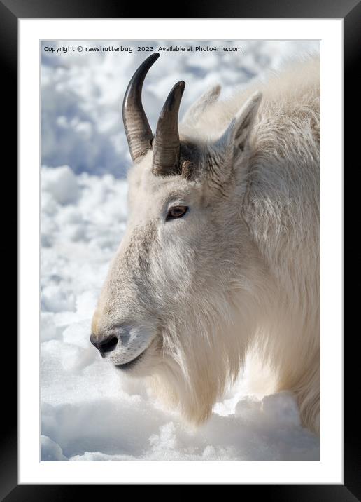  Rocky Mountain Goat Resting in Snow Framed Mounted Print by rawshutterbug 