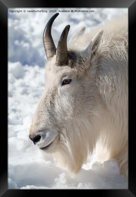  Rocky Mountain Goat Resting in Snow Framed Print by rawshutterbug 
