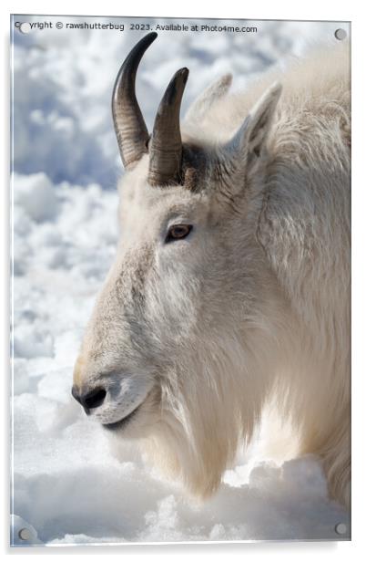  Rocky Mountain Goat Resting in Snow Acrylic by rawshutterbug 