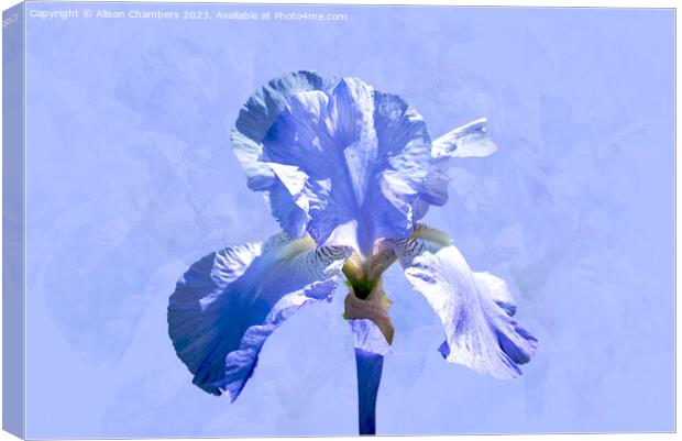 Single Blue Iris Canvas Print by Alison Chambers