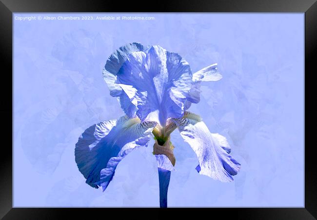 Single Blue Iris Framed Print by Alison Chambers