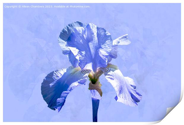 Single Blue Iris Print by Alison Chambers
