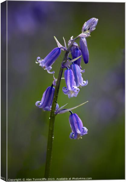 Bluebell Canvas Print by Alan Tunnicliffe