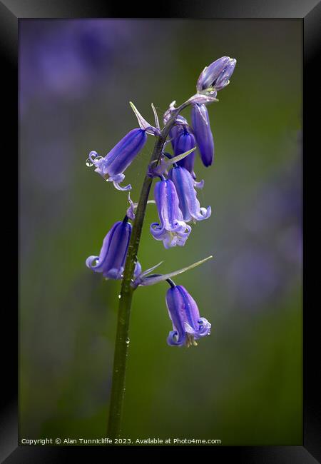 Bluebell Framed Print by Alan Tunnicliffe